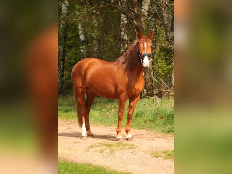 Andalusian Mix Mare 8 years 15,1 hh Chestnut in Kaiserslautern