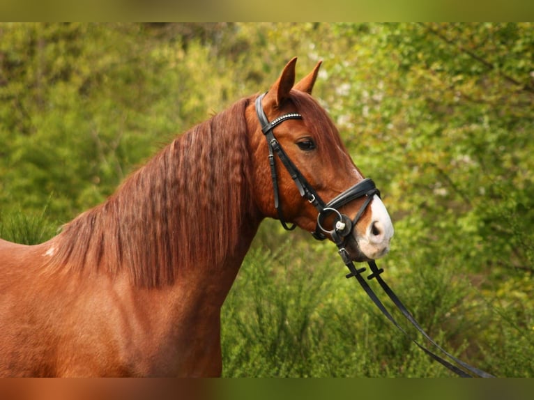 Andalusian Mix Mare 8 years 15,1 hh Chestnut in Kaiserslautern