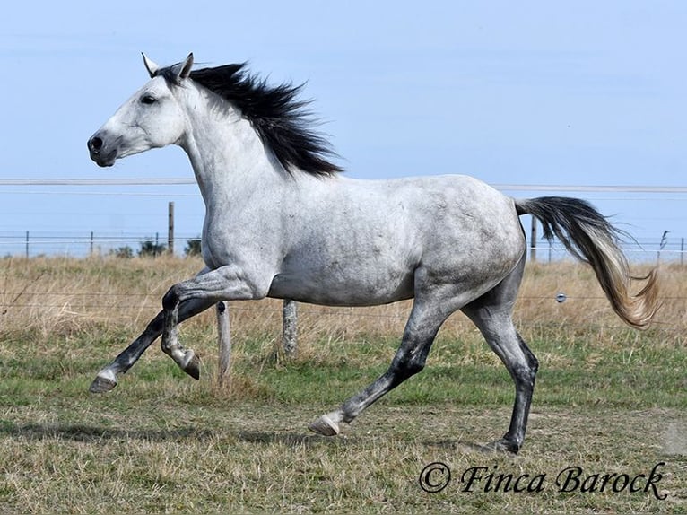 Andalusian Mare 8 years 15.1 hh Grey in Wiebelsheim