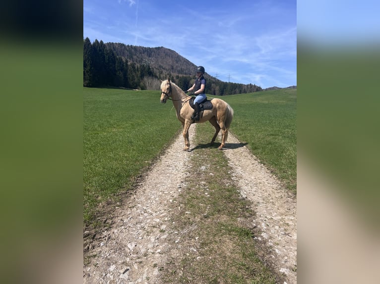 Andalusian Mare 8 years 15.1 hh Palomino in Koppl