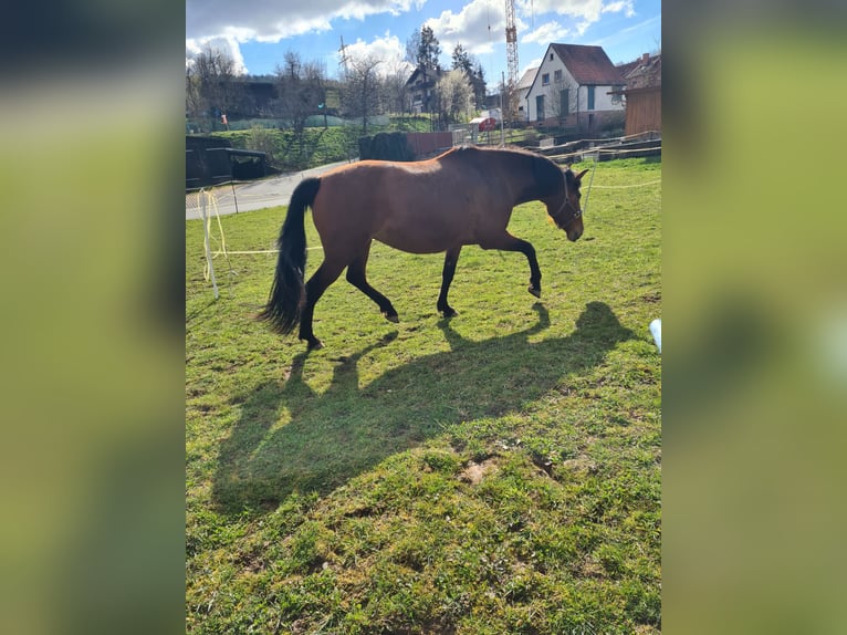 Andalusian Mix Mare 8 years 15.2 hh Bay in Altenbuch