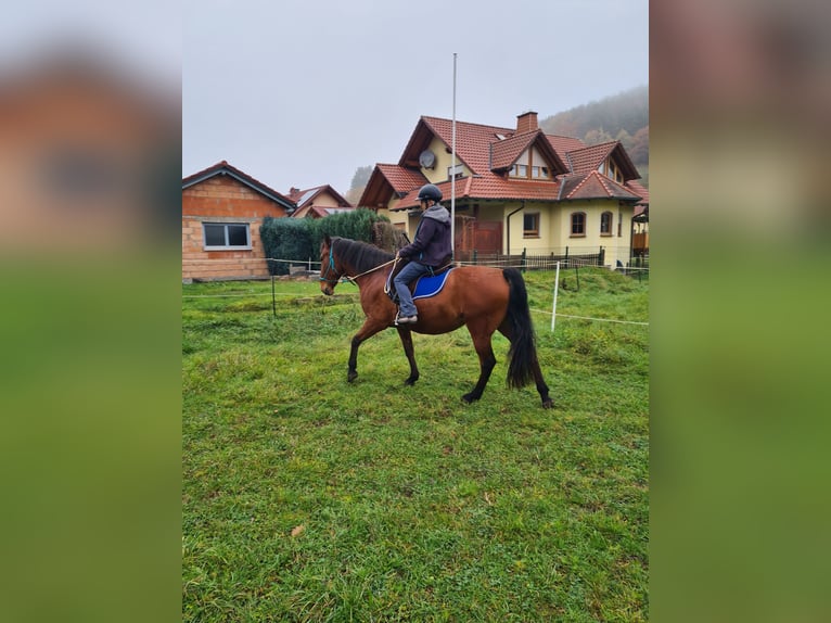Andalusian Mix Mare 8 years 15.2 hh Bay in Altenbuch