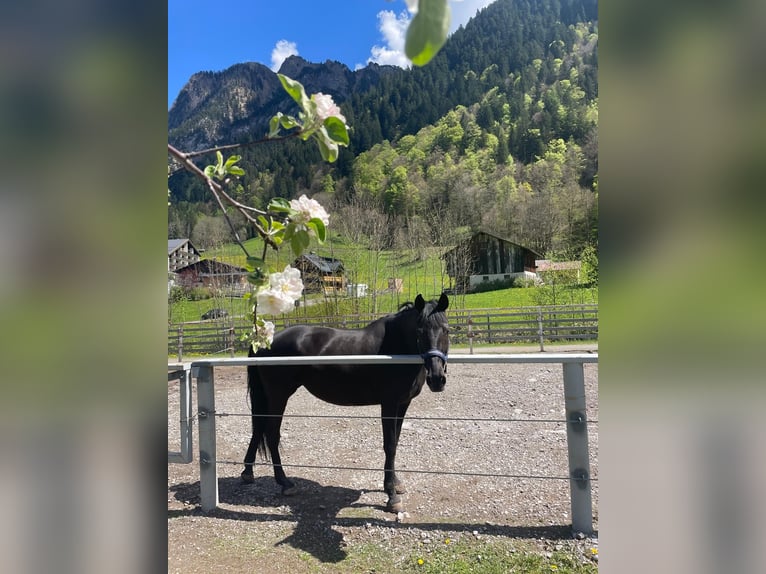 Andalusian Mix Mare 8 years 15.2 hh Black in Brand