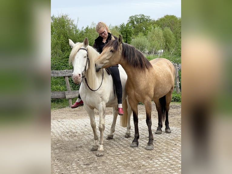 Andalusian Mare 8 years 15,2 hh Dun in Nienhagen