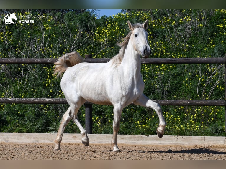 Andalusian Mare 8 years 15,2 hh Gray in Menorca
