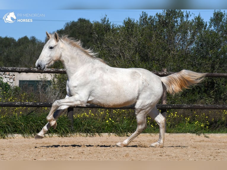 Andalusian Mare 8 years 15,2 hh Gray in Menorca