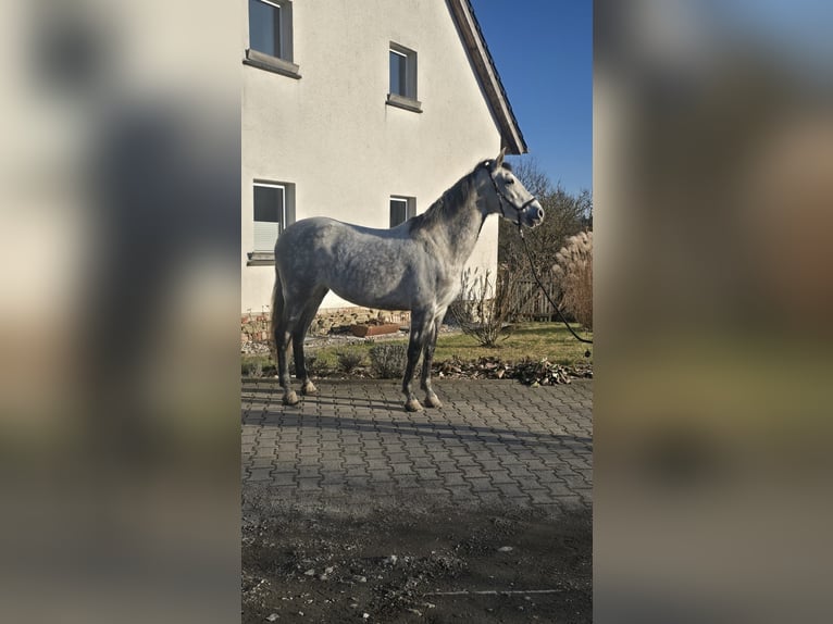 Andalusian Mare 8 years 15.2 hh Grey-Dapple in Auma-Weidatal