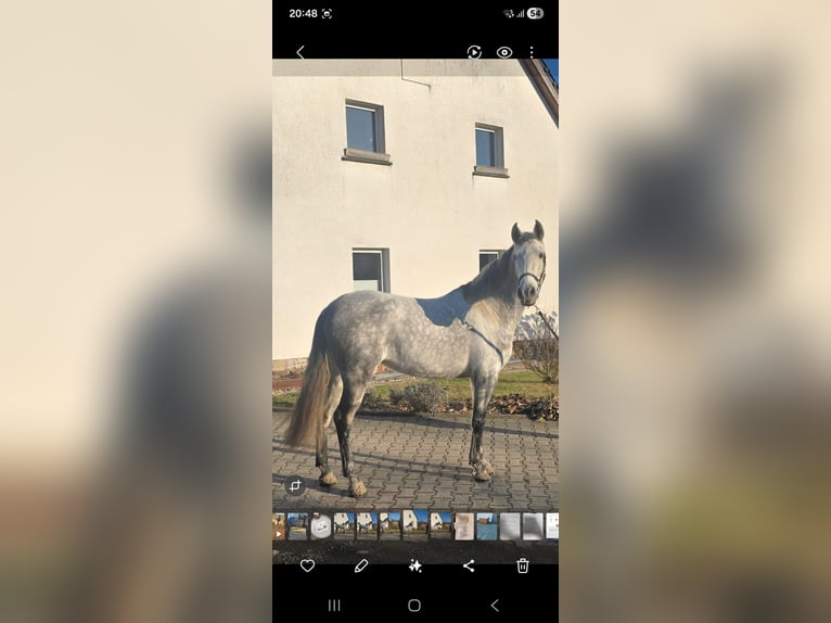 Andalusian Mare 8 years 15.2 hh Grey-Dapple in Auma-Weidatal