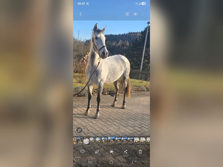 Andalusian Mare 8 years 15.2 hh Grey-Dapple in Auma-Weidatal