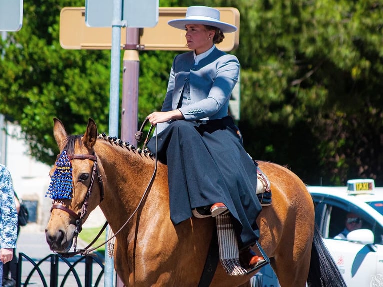 Andalusian Mix Mare 8 years 15,3 hh Dun in Córdoba