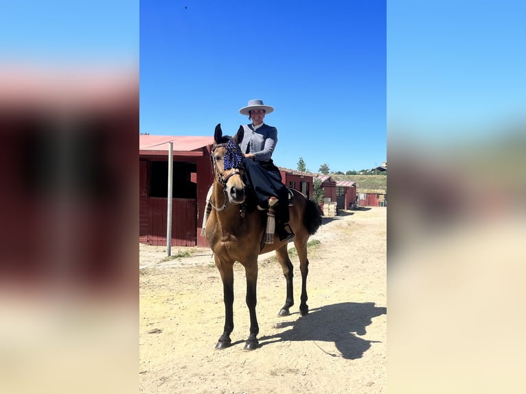 Andalusian Mix Mare 8 years 15,3 hh Dun in Córdoba