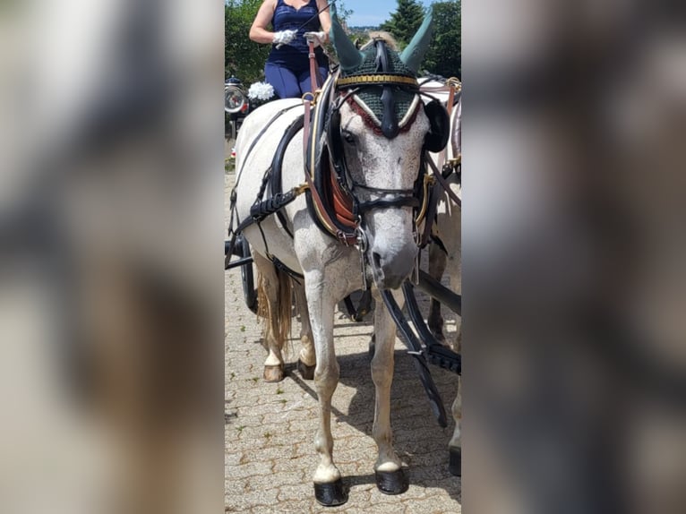 Andalusian Mare 8 years 15,3 hh in Laufenburg
