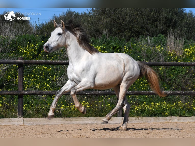 Andalusian Mare 8 years 15 hh Gray in Menorca