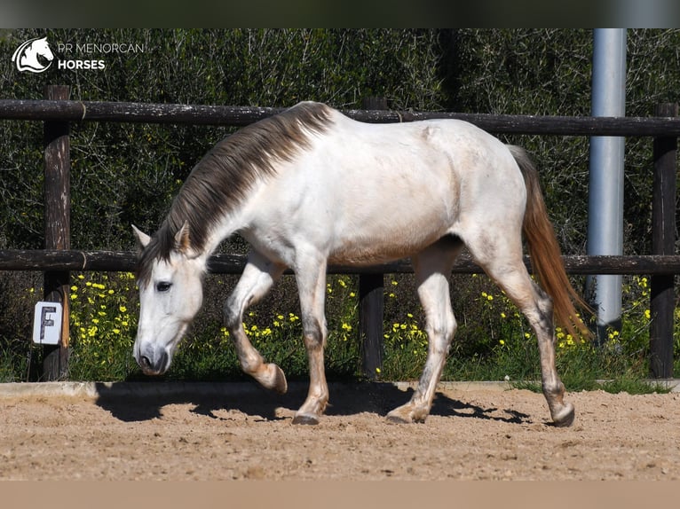 Andalusian Mare 8 years 15 hh Gray in Menorca