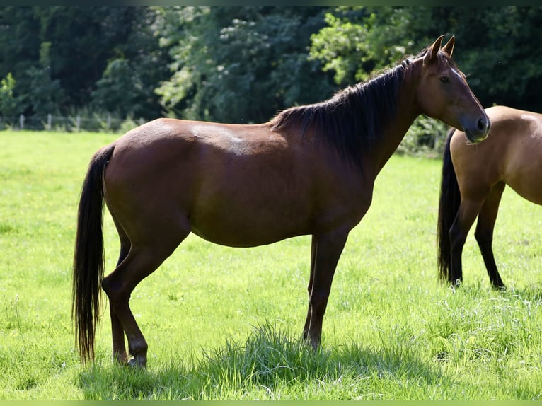 Andalusian Mare 8 years 15,1 hh Brown in Berlin