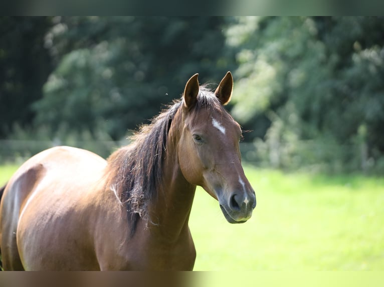 Andalusian Mare 8 years 15,1 hh Brown in Bissendorf