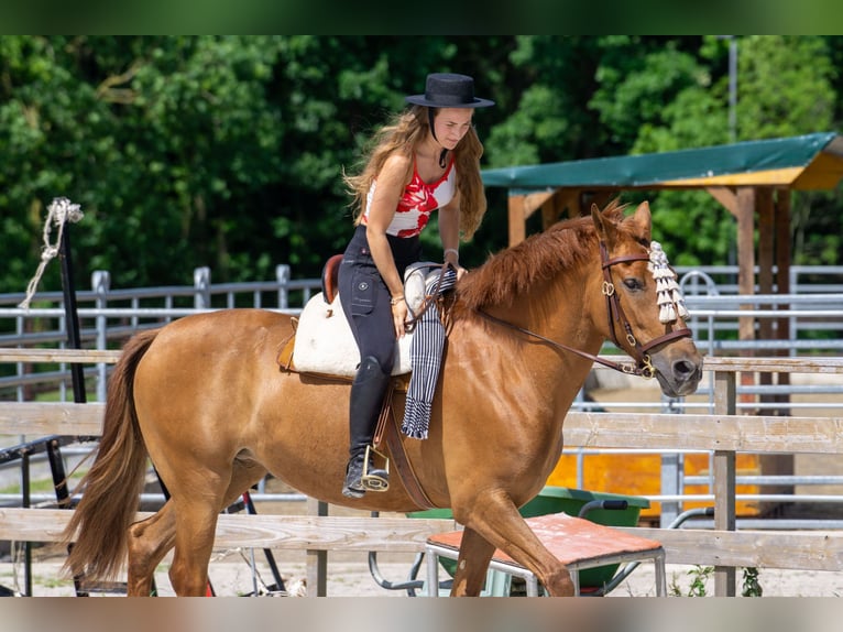 Andalusian Mare 8 years 15,1 hh Chestnut-Red in Aachen