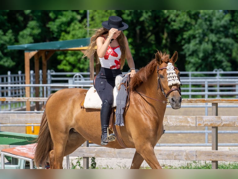 Andalusian Mare 8 years 15,1 hh Chestnut-Red in Aachen