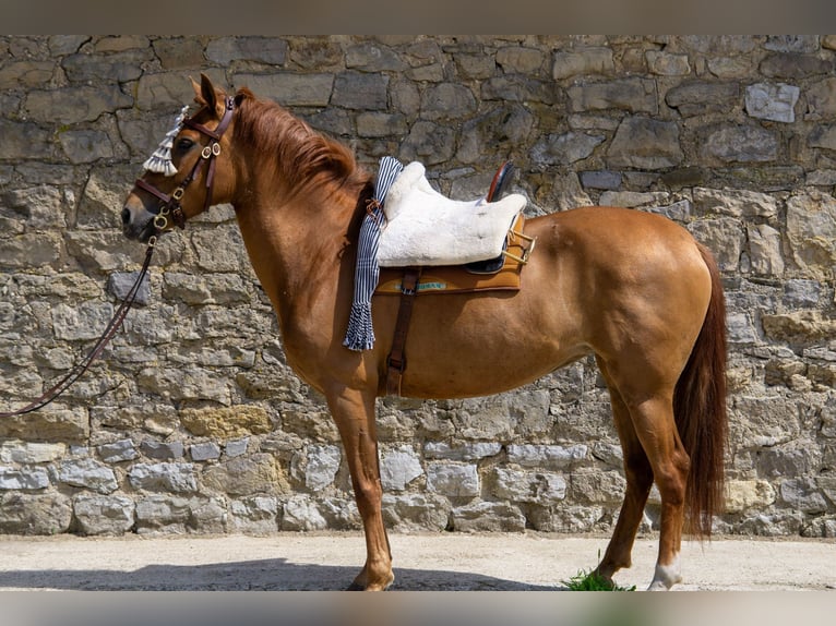 Andalusian Mare 8 years 15,1 hh Chestnut-Red in Aachen