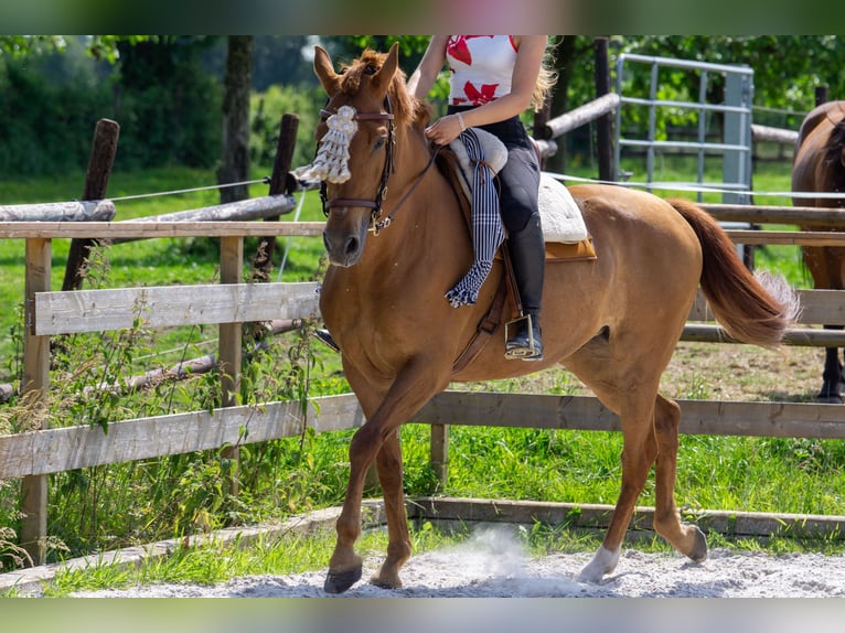 Andalusian Mare 8 years 15,1 hh Chestnut-Red in Aachen