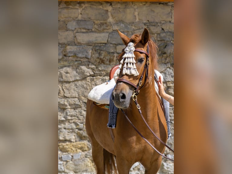 Andalusian Mare 8 years 15,1 hh Chestnut-Red in Aachen