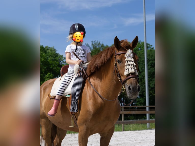 Andalusian Mare 8 years 15,1 hh Chestnut-Red in Aachen