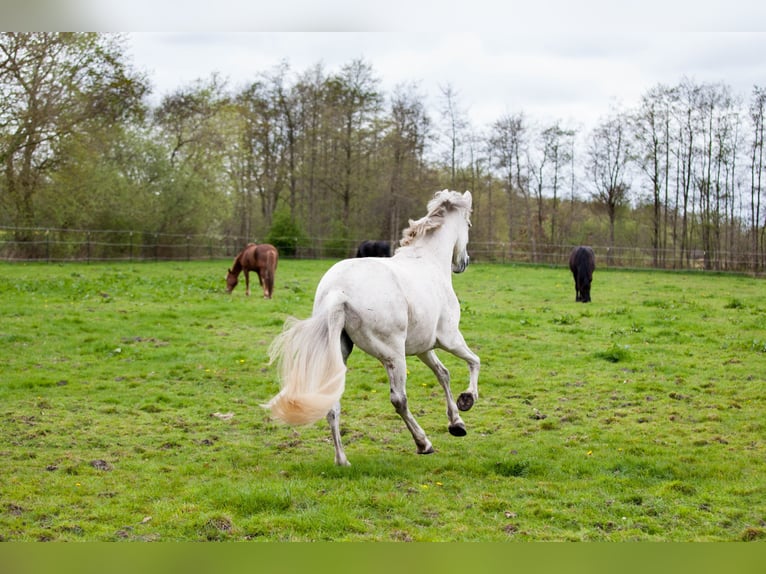 Andalusian Mare 8 years 15,1 hh Grey in Heiden