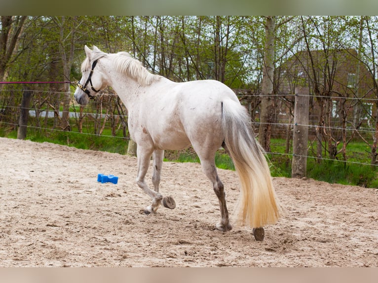 Andalusian Mare 8 years 15,1 hh Grey in Heiden
