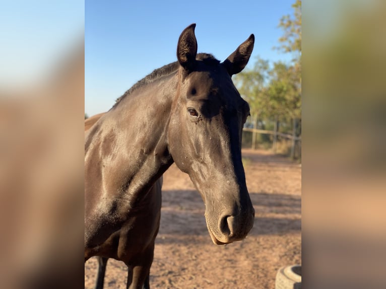 Andalusian Mare 8 years 16,2 hh Black in Copons