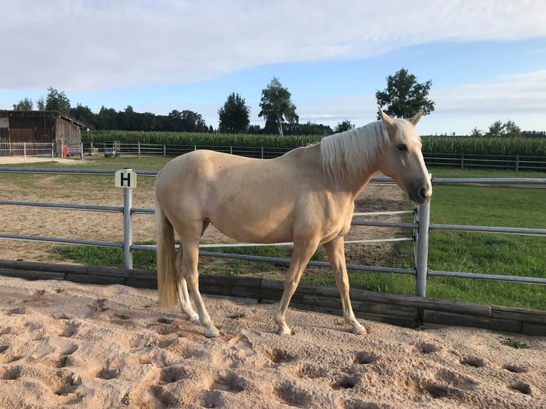Andalusian Mix Mare 9 years 14,3 hh Pearl in Kammeltal