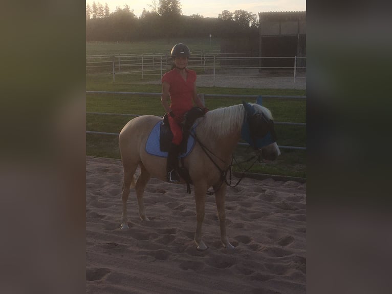 Andalusian Mix Mare 9 years 14,3 hh Pearl in Kammeltal