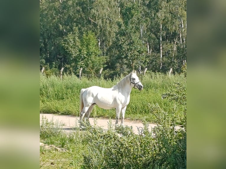 Andalusian Mix Mare 9 years 14,2 hh Grey in Neustadt an der Orla