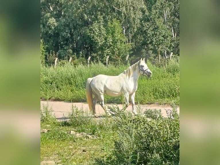 Andalusian Mix Mare 9 years 14,2 hh Grey in Neustadt an der Orla