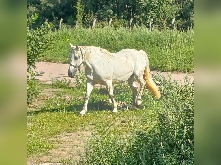 Andalusian Mix Mare 9 years 14,2 hh Grey in Neustadt an der Orla