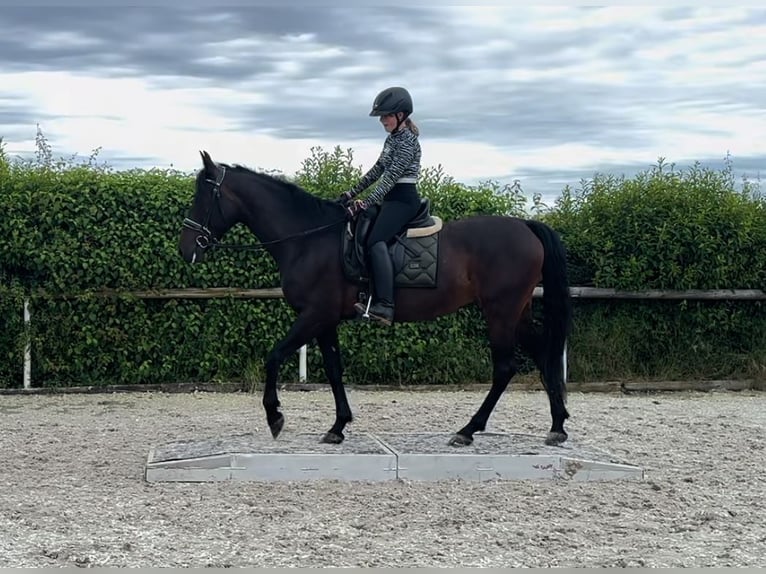 Andalusian Mare 9 years 15,2 hh Bay-Dark in Neustadt (Wied)