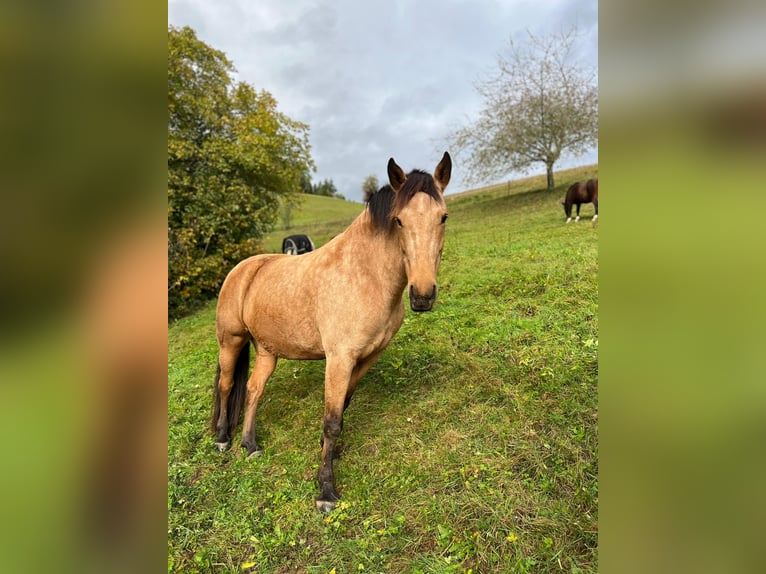 Andalusian Mare 9 years 15.2 hh Buckskin in Buchenbach