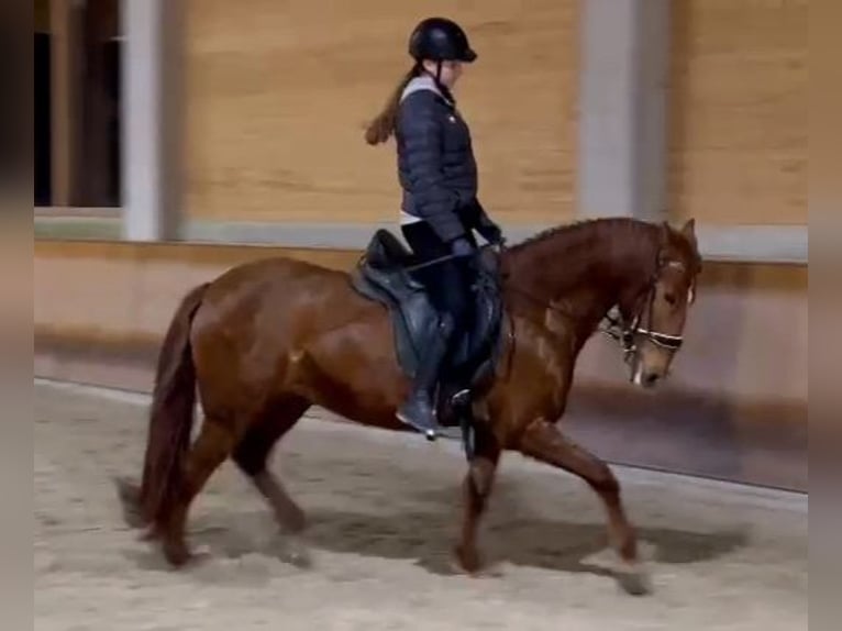 Andalusian Mix Mare 9 years 15,2 hh Chestnut-Red in Altmünster