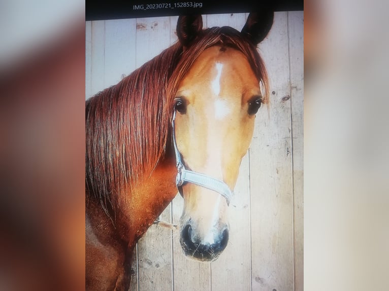 Andalusian Mix Mare 9 years 15,2 hh Chestnut-Red in Altmünster