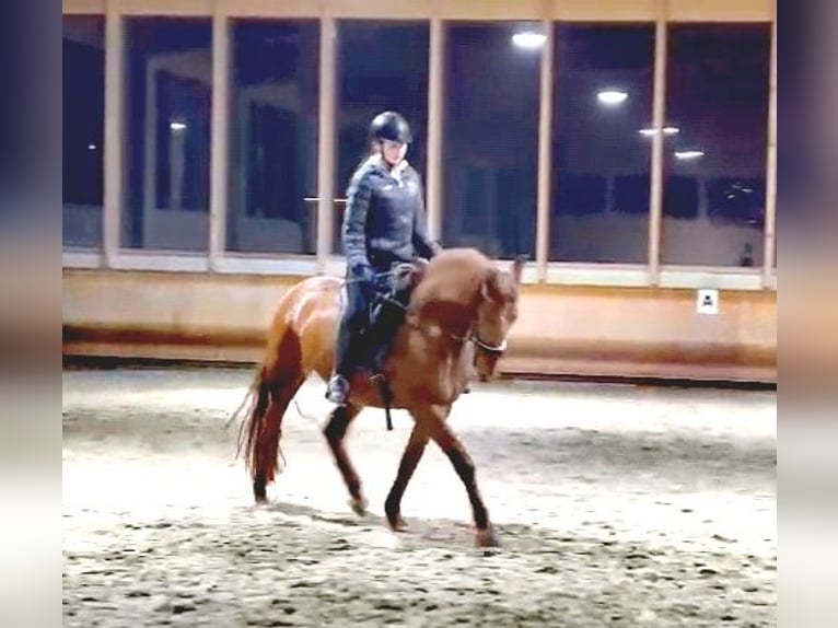 Andalusian Mix Mare 9 years 15,2 hh Chestnut-Red in Altmünster