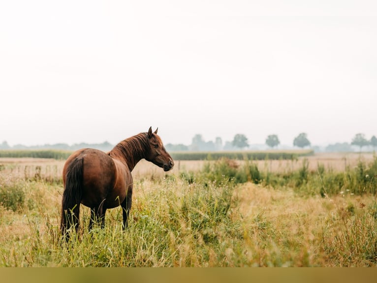 Andalusian Mare 9 years 15 hh Bay-Dark in Maastricht