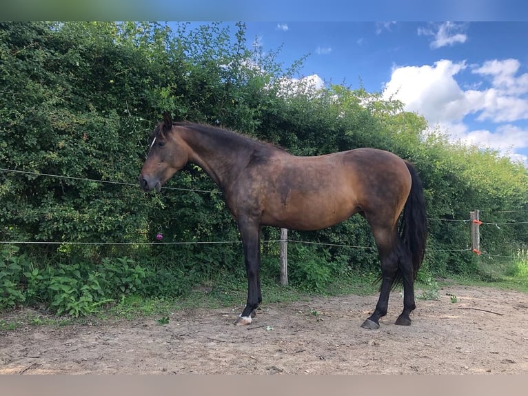 Andalusian Mare 9 years 15 hh Bay-Dark in Maastricht