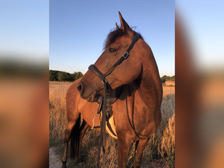 Andalusian Mare 9 years 15 hh Bay-Dark in Maastricht