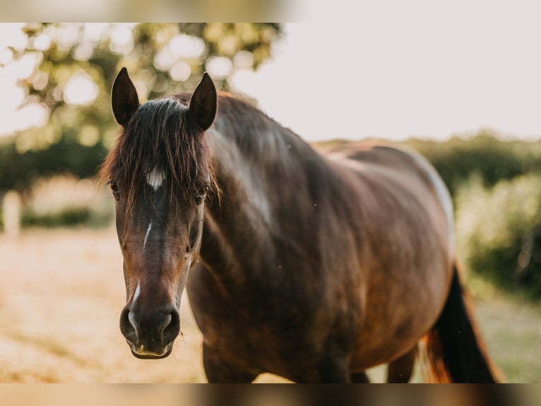 Andalusian Mare 9 years 15 hh Bay-Dark in Maastricht