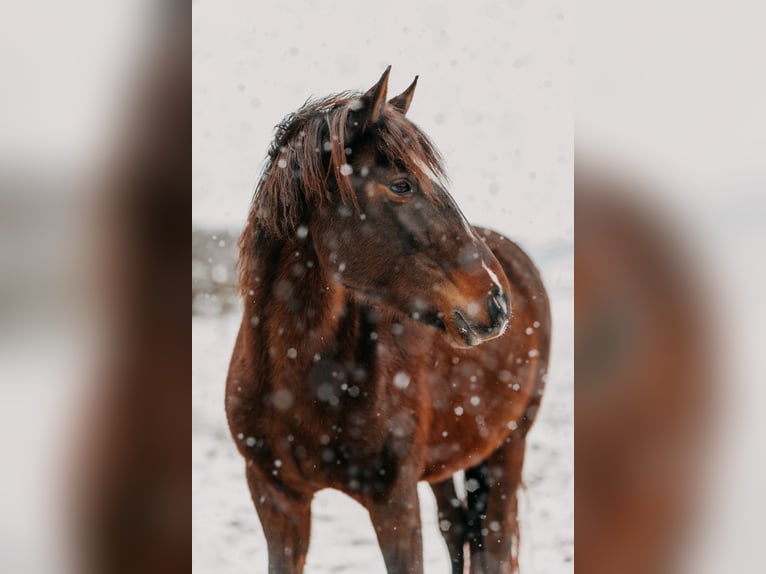 Andalusian Mare 9 years 15 hh Bay-Dark in Maastricht
