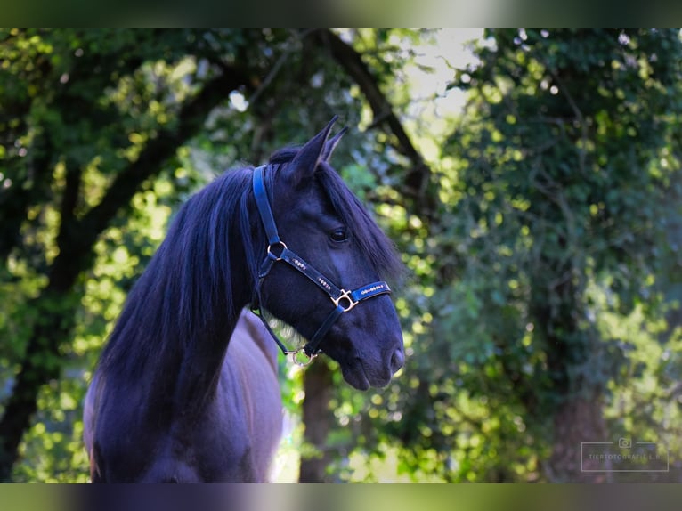 Andalusian Mare 9 years 15 hh Black in Bruchsal