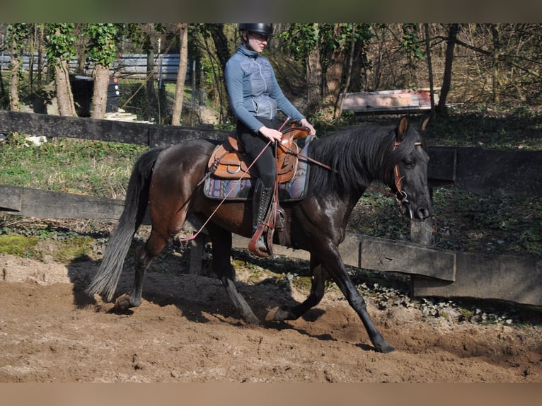 Andalusian Mare 9 years 15 hh Black in Bruchsal