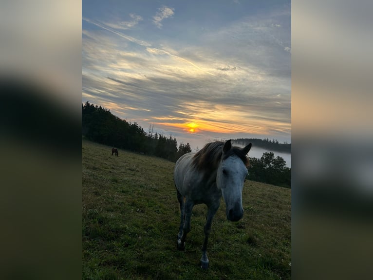 Andalusian Mare 9 years 15 hh Gray-Fleabitten in V&#xF6;hl