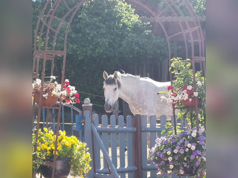 Andalusian Mare 9 years 15 hh Gray-Fleabitten in V&#xF6;hl
