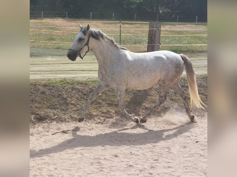 Andalusian Mare 9 years 15 hh Gray-Fleabitten in V&#xF6;hl