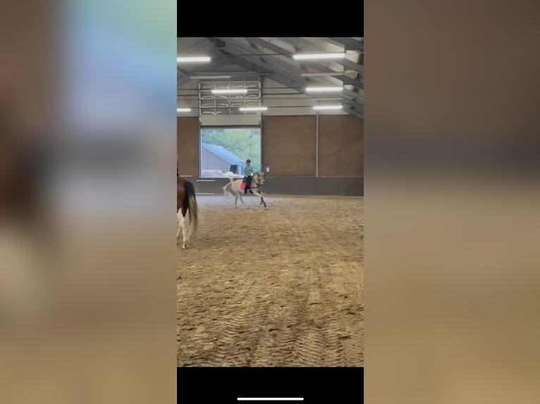 Andalusian Mix Mare 9 years 15 hh Pearl in Kootwijkerbroek